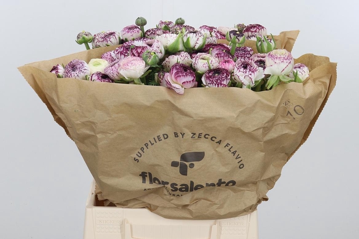 <h4>Ran Bulbilly Cappuccino Extra</h4>