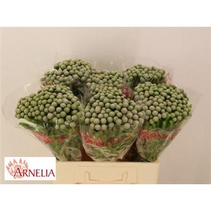 Kaaps Brunia Ayoba Silver Moon