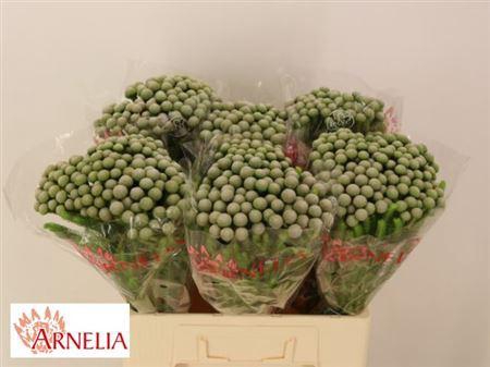 <h4>Brun Ayoba Silv Moon 60cm</h4>