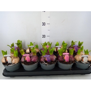 Hyacinthus orie. 'Pearl'  ...mix  3