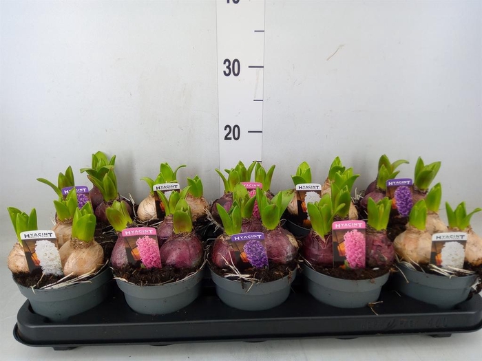 <h4>Hyacinthus orie. 'Pearl' ...mix 3</h4>
