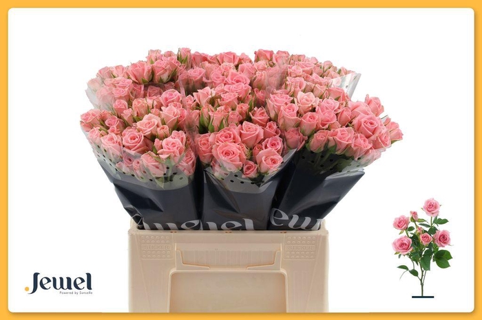 <h4>Rosa spray odilia</h4>