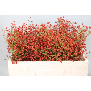 ROSA PRINSBERRY RED