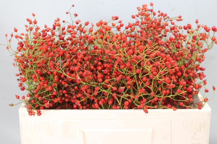 <h4>ROSA PRINSBERRY RED</h4>