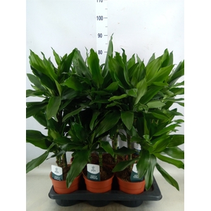 Dracaena fr de 'Janet Lind'