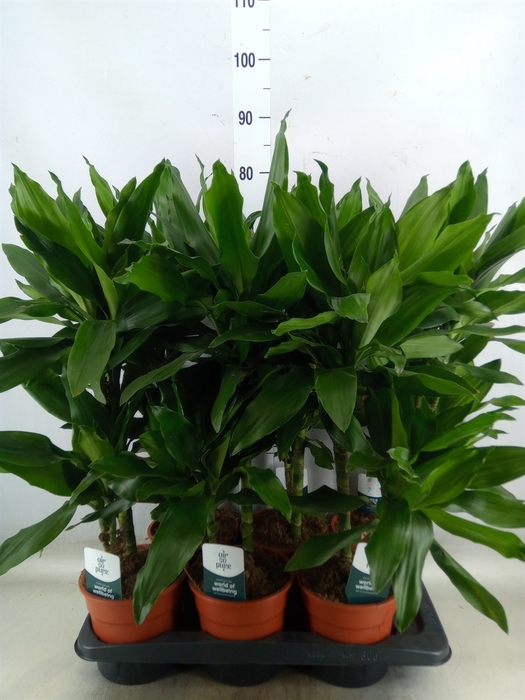 <h4>Dracaena fr de 'Janet Lind'</h4>