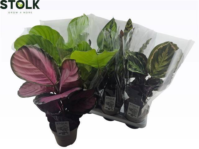 <h4>CALAT GEM 4 SRT</h4>