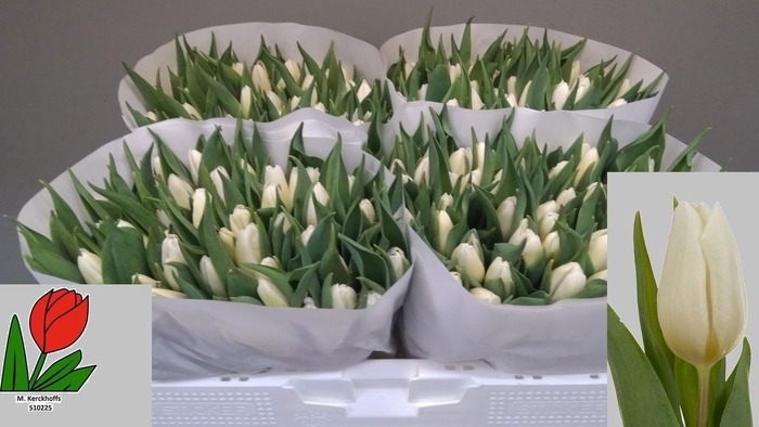 <h4>TU EN WHITE PRINCE</h4>