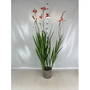 Crocosmia  'Vulcan'