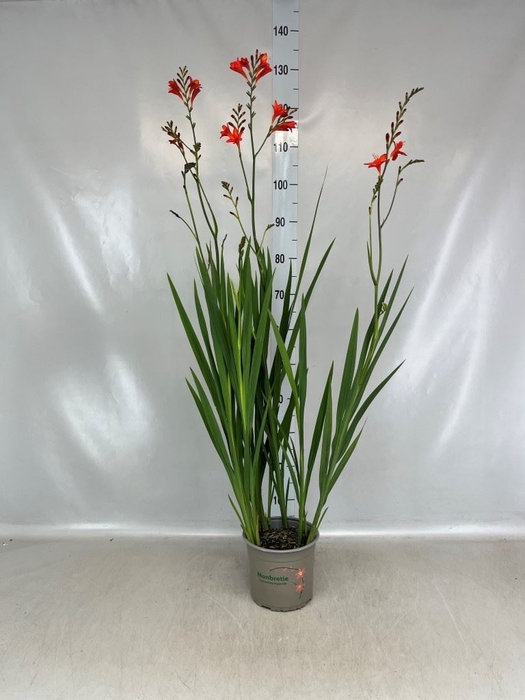 <h4>Crocosmia  'Vulcan'</h4>