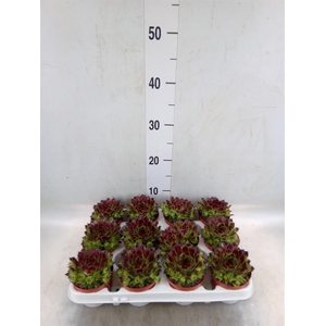 Sempervivum   ...