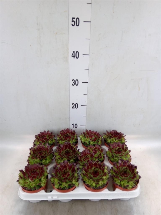 <h4>Sempervivum   ...</h4>