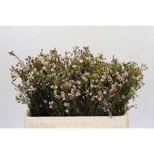 Chamelaucium Blondie