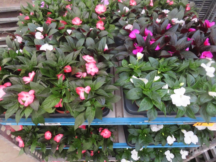 <h4>IMPAT NG MIXK 4 KL</h4>