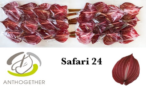 <h4>Anthurium Safari</h4>