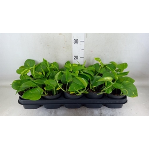 Epipremnum pinn. 'Aureum'