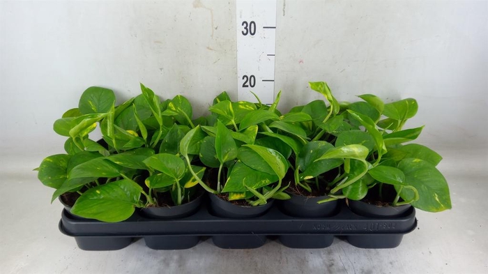 <h4>Epipremnum pinn. 'Aureum'</h4>