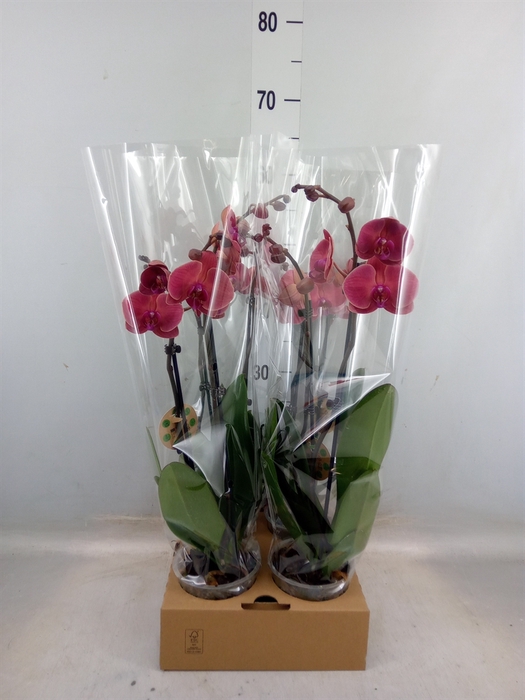 <h4>Phalaenopsis   ...</h4>