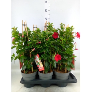 Mandevilla am. 'Sundav Red'