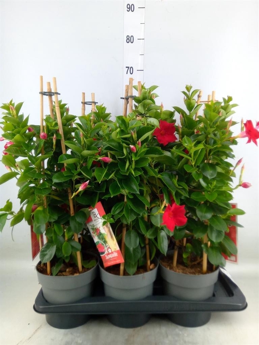<h4>Mandevilla am. 'Sundav Red'</h4>