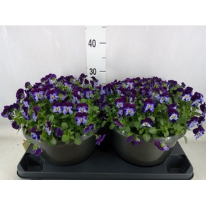 Viola corn. 'Evo Mini Denim Jump U'