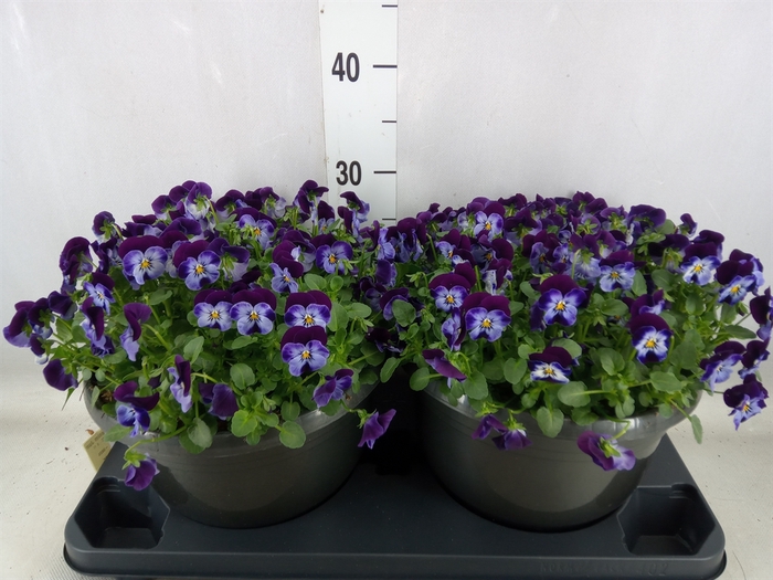 Viola corn. 'Evo Mini Denim Jump U'