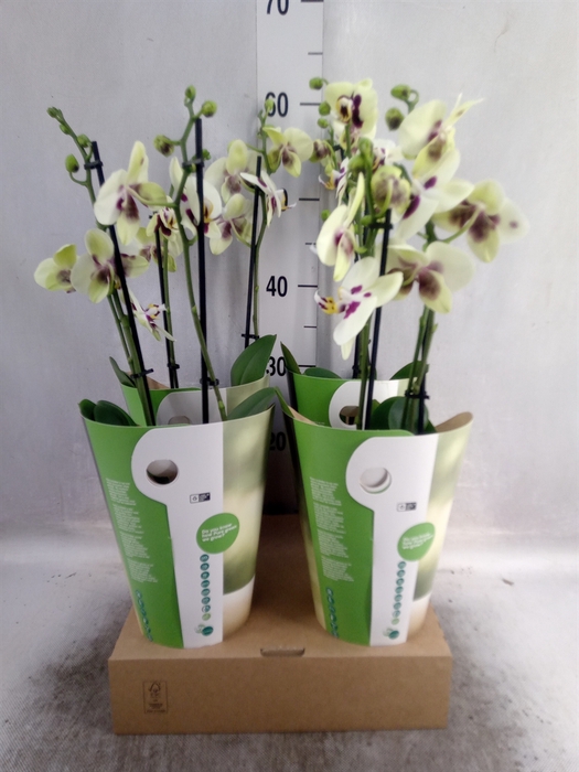 <h4>Phalaenopsis  'Panda'</h4>