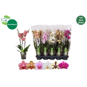PHAL GEM 5 KL