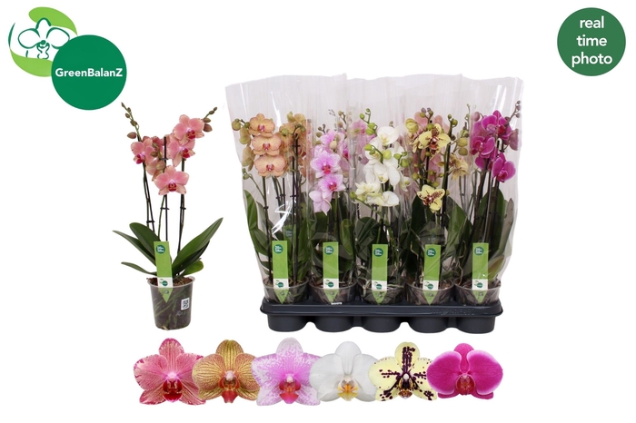 <h4>PHAL GEM 5 KL</h4>