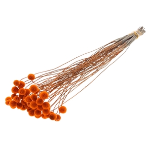 Craspedia Dried Orange