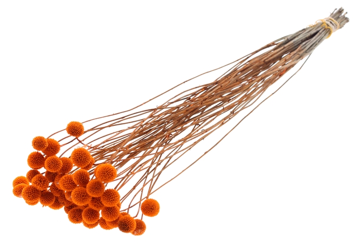 <h4>Craspedia Dried Orange</h4>