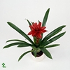 Guzmania Denise in rood keramiek