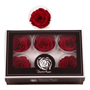 Rosa Preserved Ll Red 02