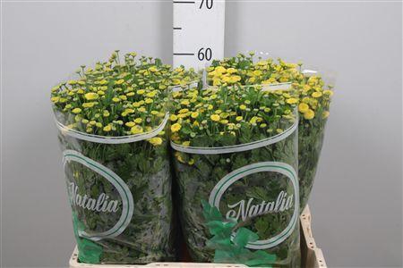 <h4>Tana Pa Amazone</h4>