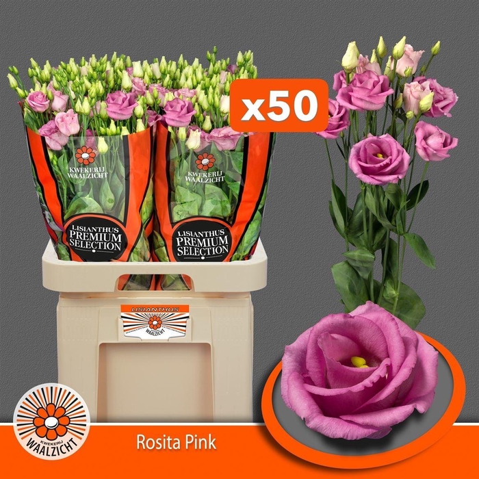 <h4>Eus G Rosita Rose Pink</h4>