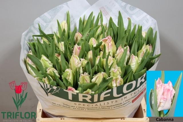 <h4>TU PA CABANNA</h4>