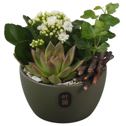 <h4>PTIB5140 Arrangement Indoor in keramiek schaal</h4>