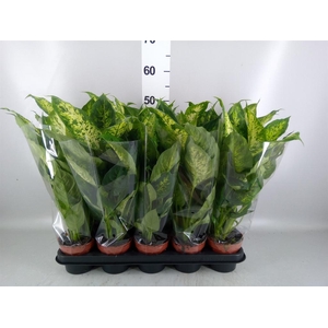 Dieffenbachia  'Compacta'