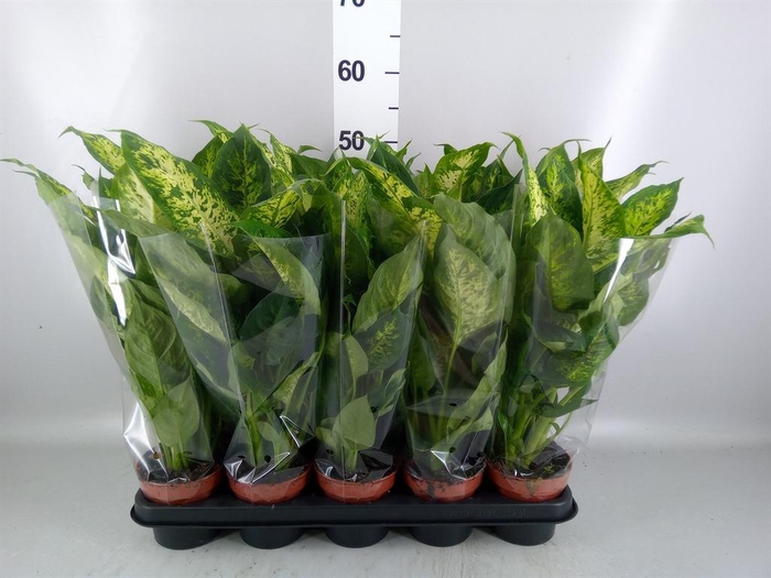<h4>Dieffenbachia  'Compacta'</h4>