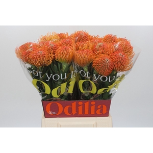 Nutans Ayoba Peach
