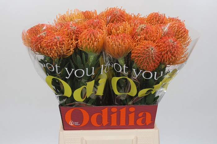 Nutans Ayoba Peach