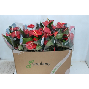 ANTHURIUM QUERIDA P15