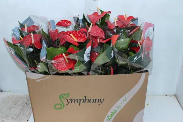 <h4>ANTHURIUM QUERIDA P15</h4>
