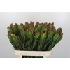 Leucadendron Laurel Yellow