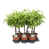 Ficus Safrana