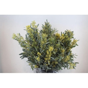Mimosa Glauca P Bunch