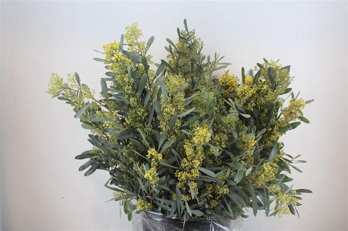 <h4>Mimosa Glauca P Bunch</h4>