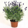 LAVANDULA ANGUSTIFOLIA P15