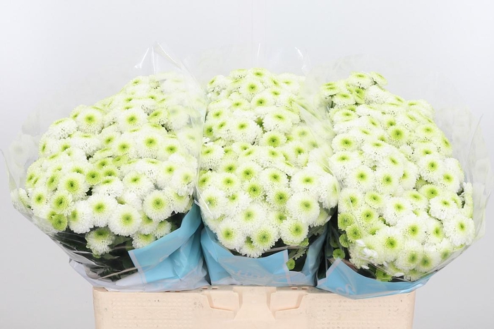 <h4>Chr San Ferry</h4>