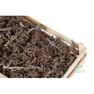 BONSAI NATURAL 100PCS